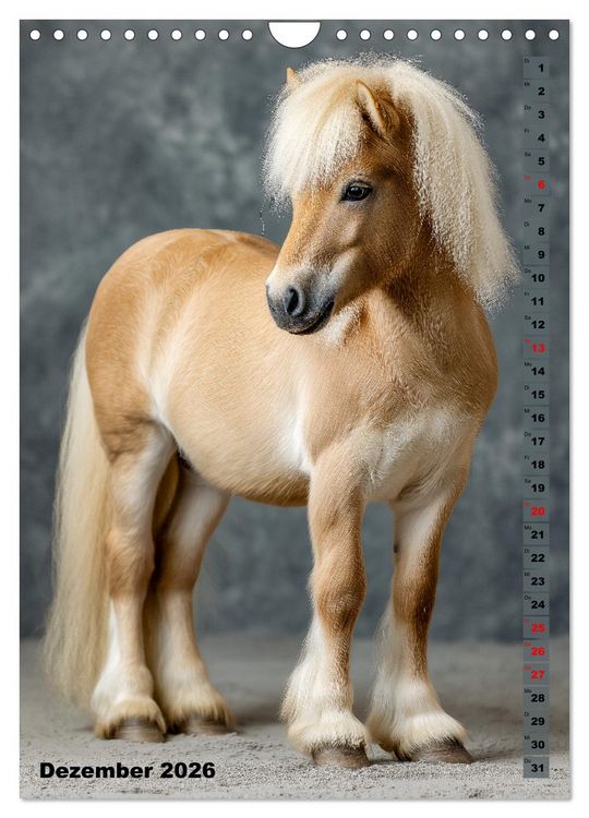 Produktbild: Das Leben ist ein Ponyhof - Zwergponys im Studiolicht (Wandkalender 2026 DIN A4 hoch), CALVENDO Monatskalender