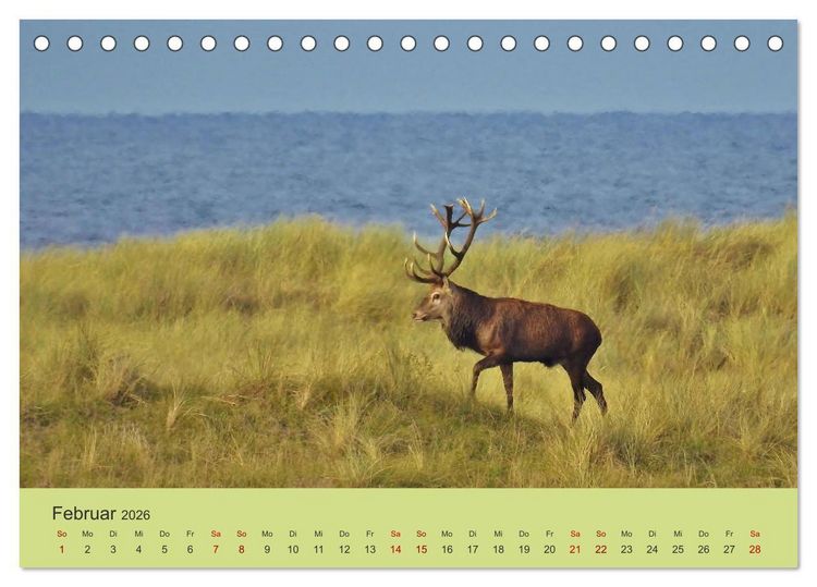 Produktbild: K&uuml;sten Hirsche - Rotwild auf dem Dar&szlig; (Tischkalender 2026 DIN A5 quer), CALVENDO Monatskalender