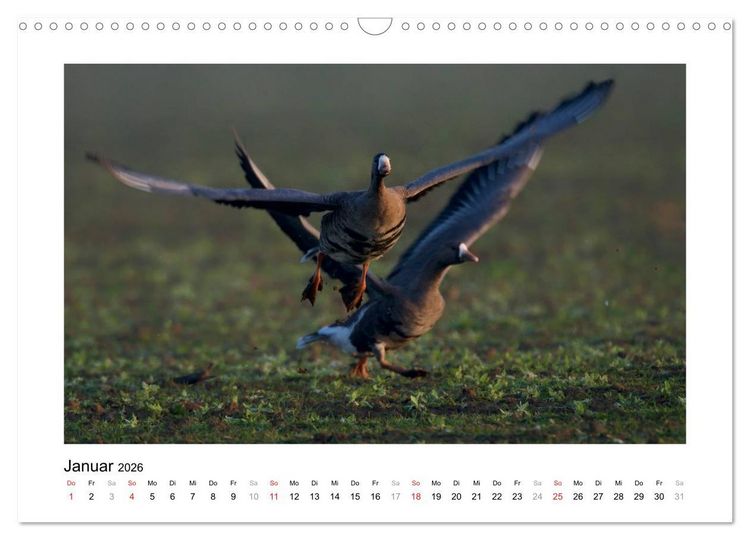 Produktbild: Geschnatter - Enten und G&auml;nse in Deutschland (Wandkalender 2026 DIN A3 quer), CALVENDO Monatskalender