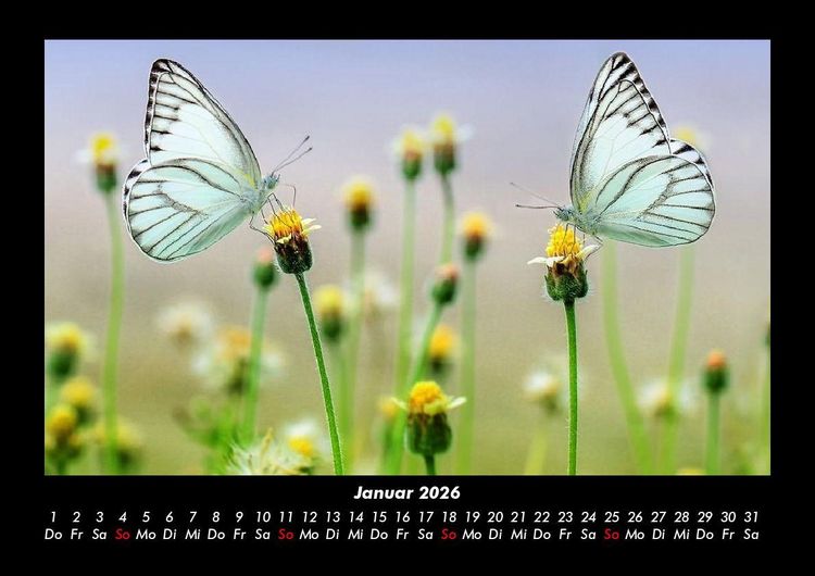 Produktbild: Natur 2026 Fotokalender DIN A3