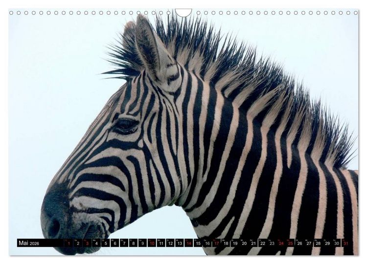 Produktbild: Zebras - Ungez&auml;hmte Kraft (Wandkalender 2026 DIN A3 quer), CALVENDO Monatskalender