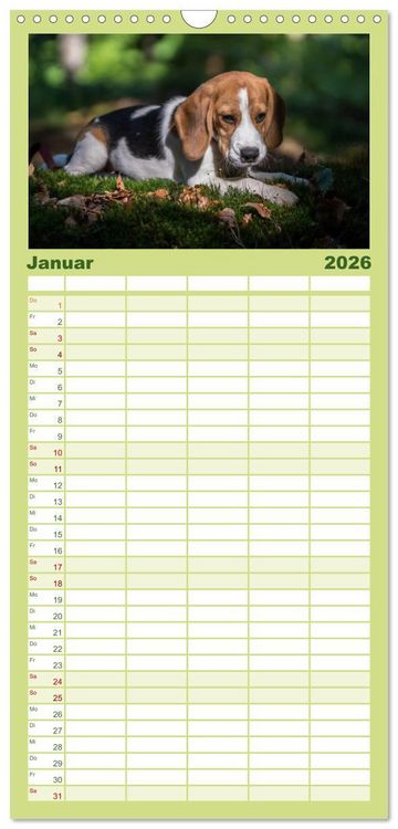 Produktbild: Familienplaner 2026 - Beaglebabys auf Entdeckungstour mit 5 Spalten (Wandkalender, 21 x 45 cm) CALVENDO