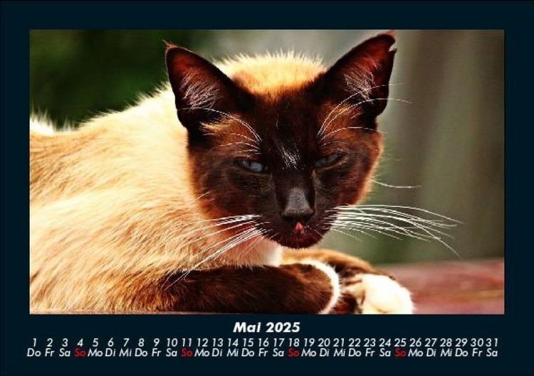 Produktbild: F&uuml;r Katzenfreunde 2025 Fotokalender DIN A5