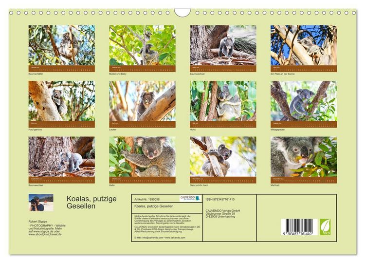 Produktbild: Koalas, putzige Gesellen (Wandkalender 2026 DIN A3 quer), CALVENDO Monatskalender