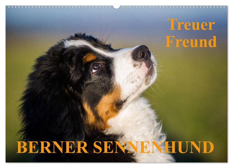 Produktbild: Treuer Freund Berner Sennenhund (Wandkalender 2026 DIN A2 quer), CALVENDO Monatskalender
