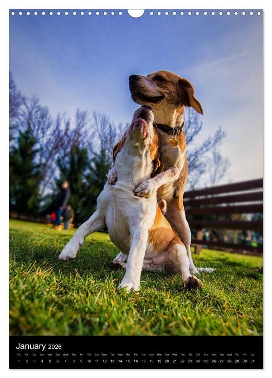 Produktbild: Beagles in action (Wall Calendar 2026 DIN A3 portrait), CALVENDO 12 Month Wall Calendar
