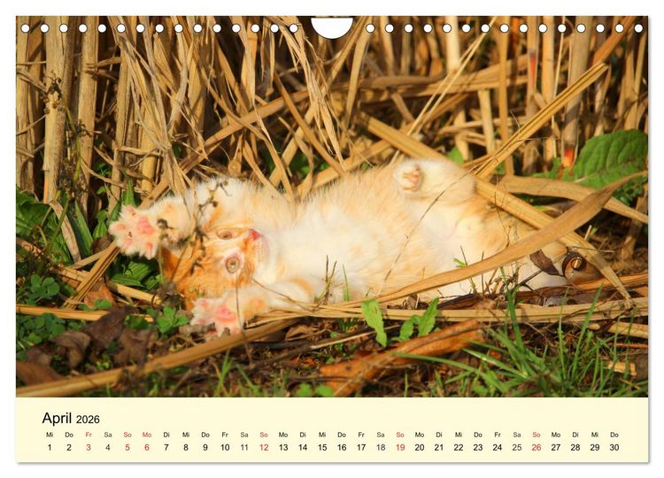 Produktbild: Putzige Katzenkinder. Drollige K&auml;tzchen entdecken die Welt! (Wandkalender 2026 DIN A4 quer), CALVENDO Monatskalender