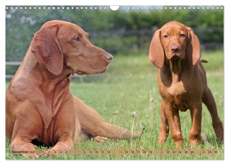 Produktbild: Magyar Vizsla - Vielseitiger Jagdhund mit Familienanschluss (Wandkalender 2027 DIN A3 quer), CALVENDO Monatskalender