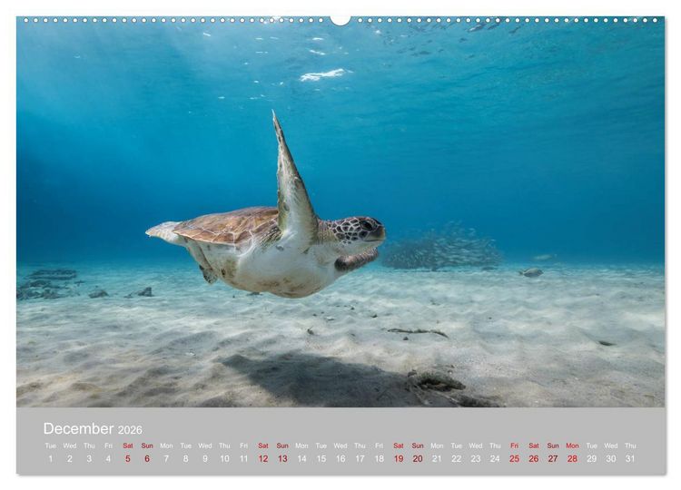 Produktbild: Caribbean Sea Turtles (High Quality Premium Wall Calendar 2026 DIN A2 landscape),CALVENDO 12 Month Wall Calendar