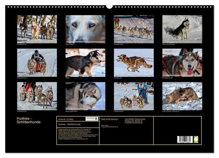 Produktbild: Huskies - Schlittenhunde (Wandkalender 2026 DIN A2 quer), CALVENDO Monatskalender