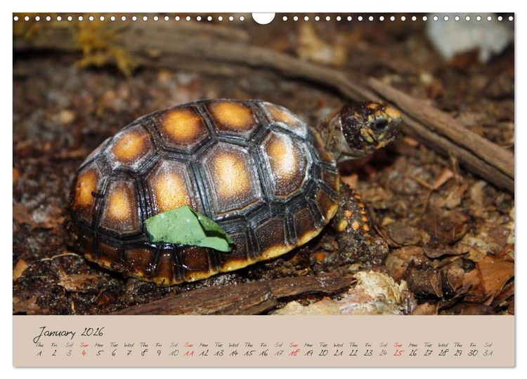 Produktbild: Turtles and Tortoise / UK-Version (Wall Calendar 2026 DIN A3 landscape), CALVENDO 12 Month Wall Calendar