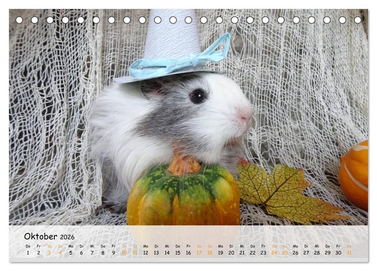 Produktbild: Meerschweinchen 2026 - bezaubernd, hinrei&szlig;end, entz&uuml;ckend (Tischkalender 2026 DIN A5 quer), CALVENDO Monatskalender