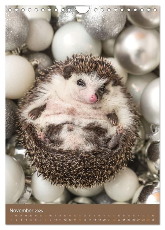 Produktbild: Gilbert der Igel (Wandkalender 2026 DIN A4 hoch), CALVENDO Monatskalender