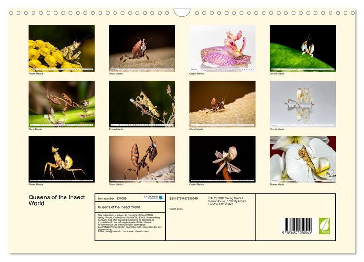 Produktbild: Queens of the Insect World (Wall Calendar 2026 DIN A3 landscape), CALVENDO 12 Month Wall Calendar
