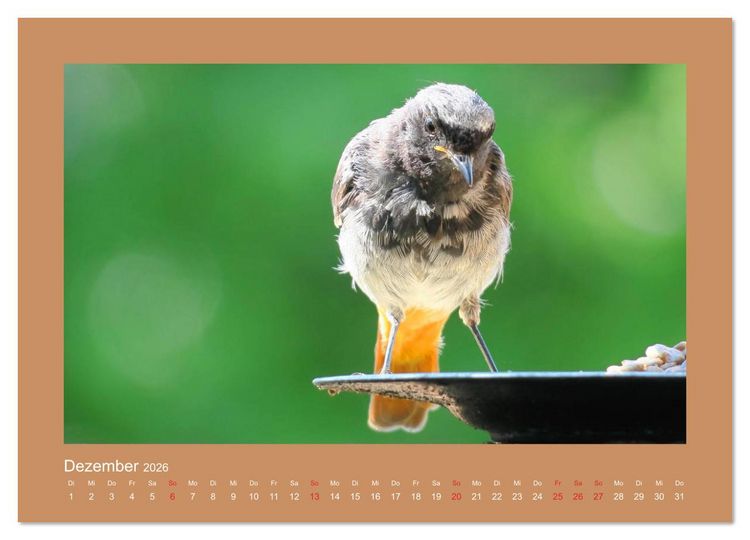 Produktbild: Vogelportr&auml;ts - Heimische V&ouml;gel auf meinem Balkon (hochwertiger Premium Wandkalender 2026 DIN A2 quer), Kunstdruck in Hochglanz
