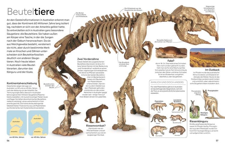 Produktbild: Memo Wissen. Fossilien