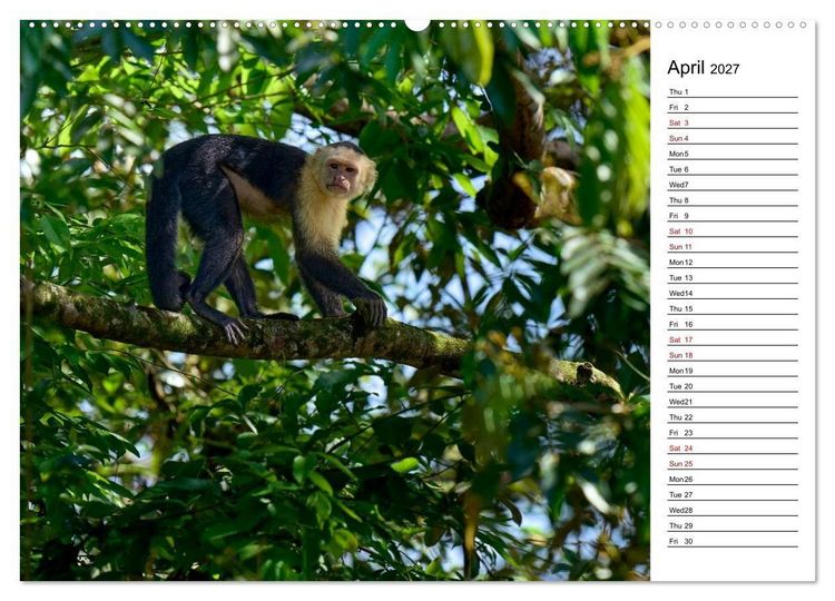 Produktbild: Feel the Wild &ndash; Costa Rica (Wall Calendar 2027 DIN A2 landscape), CALVENDO 12 Month Wall Calendar