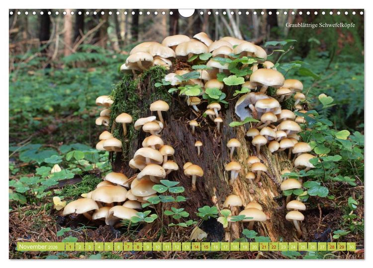 Produktbild: Pilze finden - das ganze Jahr! (Wandkalender 2026 DIN A3 quer), CALVENDO Monatskalender