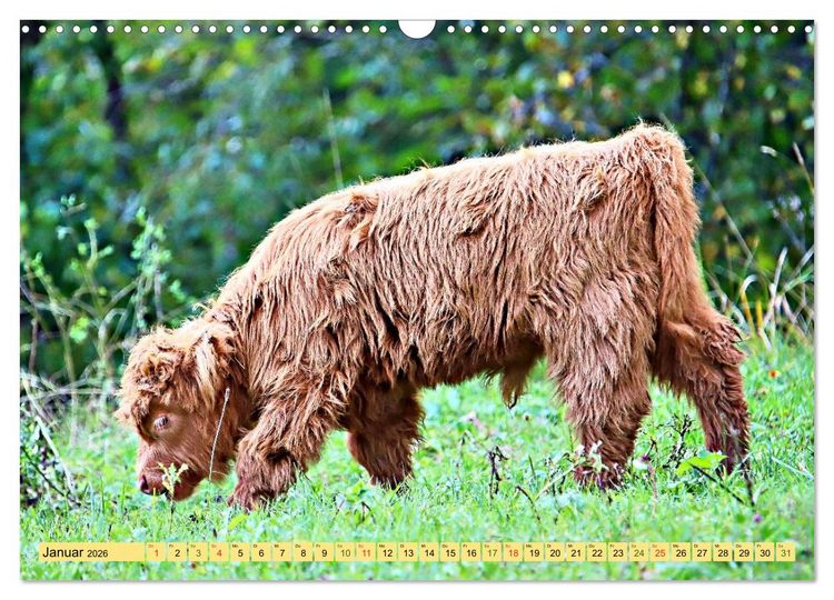 Produktbild: Highland Cattle, die Hochlandrinder aus Pfeffingen (Wandkalender 2026 DIN A3 quer), CALVENDO Monatskalender