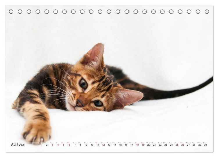 Produktbild: Liebe auf den ersten Katzenblick (Tischkalender 2026 DIN A5 quer), CALVENDO Monatskalender