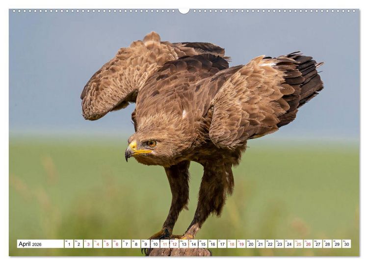 Produktbild: Heimische GREIFV&Ouml;GEL Adler Milan Bussard Weihe Sperber (Wandkalender 2026 DIN A2 quer), CALVENDO Monatskalender