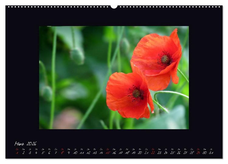 Produktbild: MOHNographie (hochwertiger Premium Wandkalender 2026 DIN A2 quer), Kunstdruck in Hochglanz
