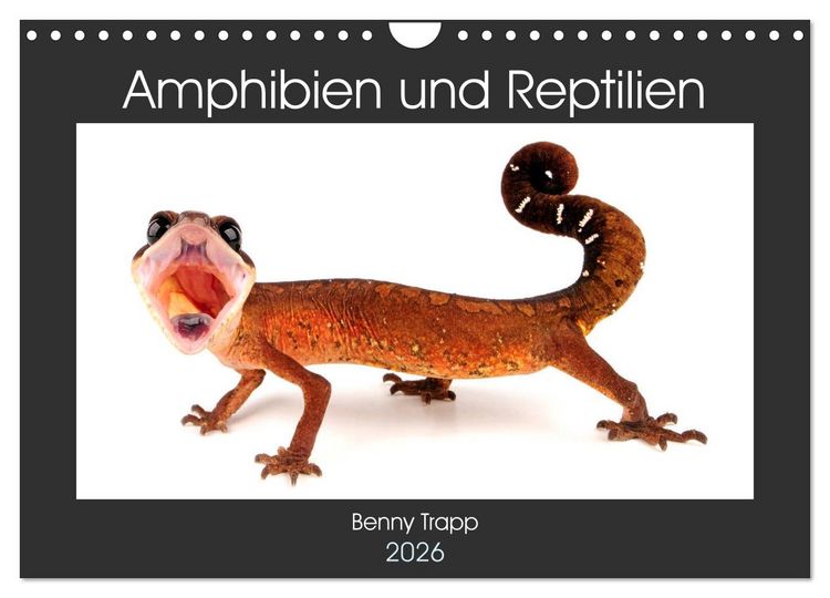 Produktbild: Amphibien und Reptilien (Wandkalender 2026 DIN A4 quer), CALVENDO Monatskalender
