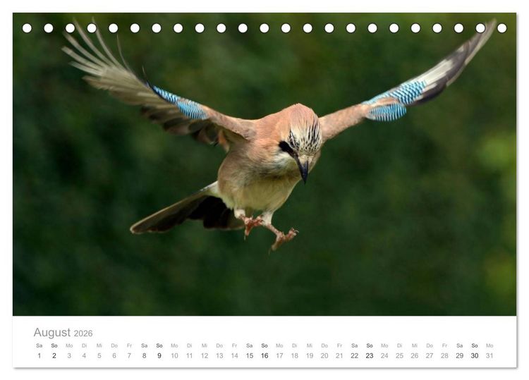 Produktbild: V&ouml;gel in unseren G&auml;rten 2026 (Tischkalender 2026 DIN A5 quer), CALVENDO Monatskalender