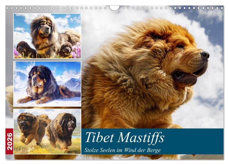 Produktbild: Tibet Mastiffs. Stolze Seelen im Wind der Berge (Wandkalender 2026 DIN A3 quer), CALVENDO Monatskalender