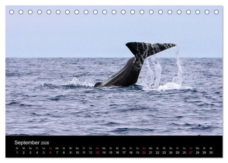 Produktbild: Wale (Tischkalender 2026 DIN A5 quer), CALVENDO Monatskalender