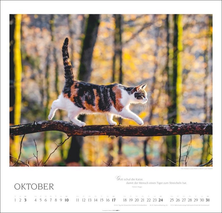 Produktbild: Katzen - Diven auf Samtpfoten Kalender 2027 - Diven auf Samtpfoten