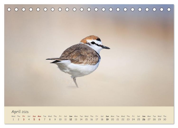 Produktbild: Wild encounters &ndash; Moments in the heart of nature (Desk Calendar 2026 DIN A5 landscape), CALVENDO 12 Month DeskCalendar