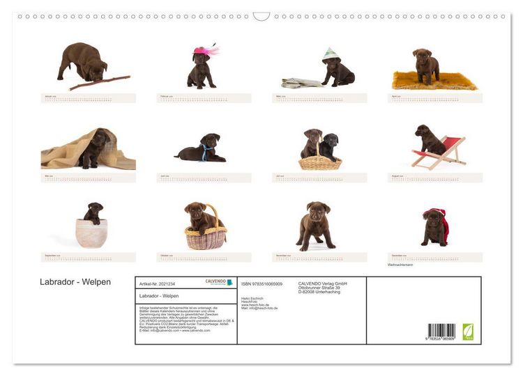 Produktbild: Labrador - Welpen (Wandkalender 2026 DIN A2 quer), CALVENDO Monatskalender