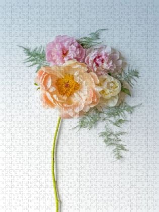 Produktbild: CALVENDO Puzzle Pfingstrosentraum | 1000 Teile Lege-Gr&ouml;&szlig;e 64x48cm Foto-Puzzle f&uuml;r gl&uuml;ckliche Stunden