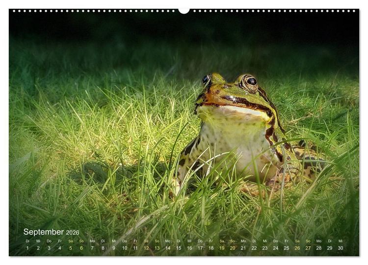 Produktbild: Fr&ouml;sche zum Verlieben (hochwertiger Premium Wandkalender 2026 DIN A2 quer), Kunstdruck in Hochglanz