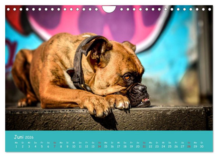 Produktbild: Hunde und Graffiti (Wandkalender 2026 DIN A4 quer), CALVENDO Monatskalender
