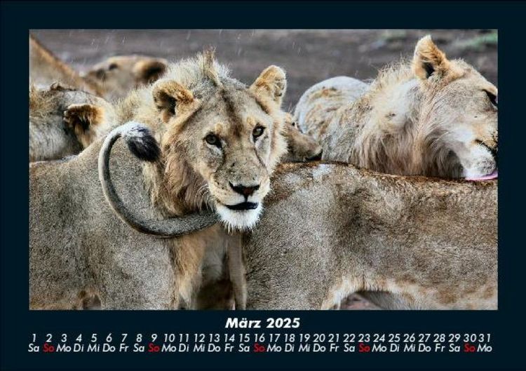 Produktbild: Tiere in der Wildnis 2025 Fotokalender DIN A5