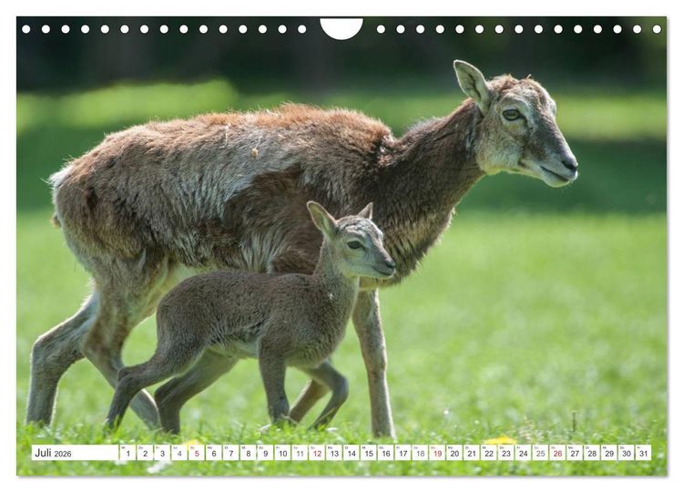 Produktbild: Emotionale Momente: Muffelwild. (Wandkalender 2026 DIN A4 quer), CALVENDO Monatskalender