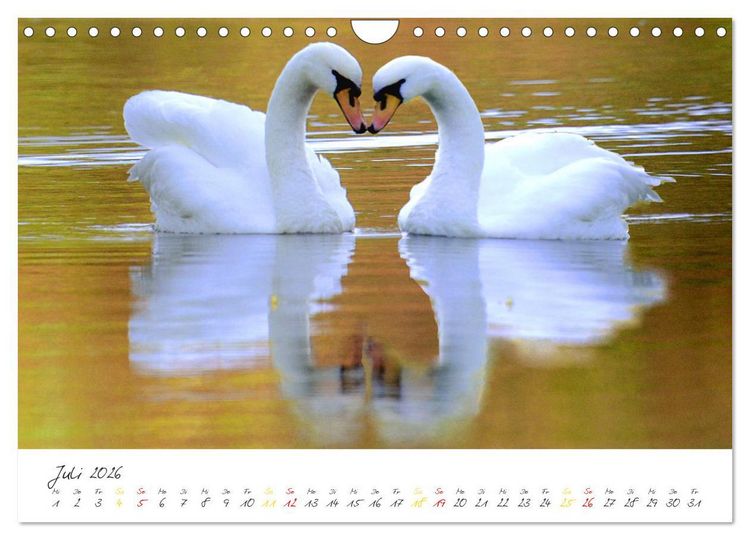 Produktbild: Schw&auml;ne, Liebe f&uuml;r die Ewigkeit (Wandkalender 2026 DIN A4 quer), CALVENDO Monatskalender