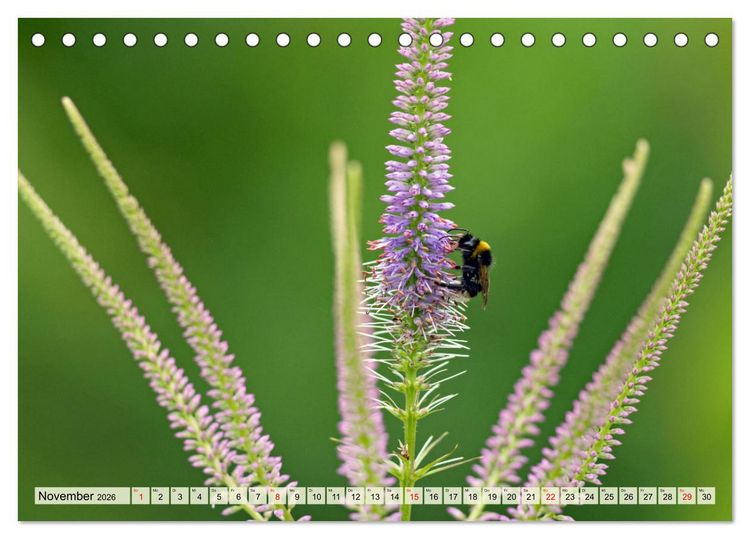 Produktbild: Wenn die Hummeln zum naschen kommen, ist dein Garten perfekt (Tischkalender 2026 DIN A5 quer), CALVENDO Monatskalender