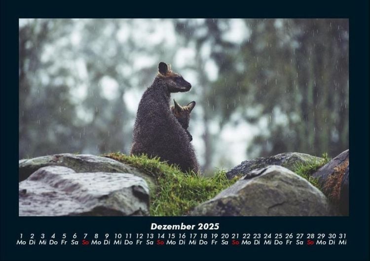 Produktbild: Welt der Tiere 2025 Fotokalender DIN A4