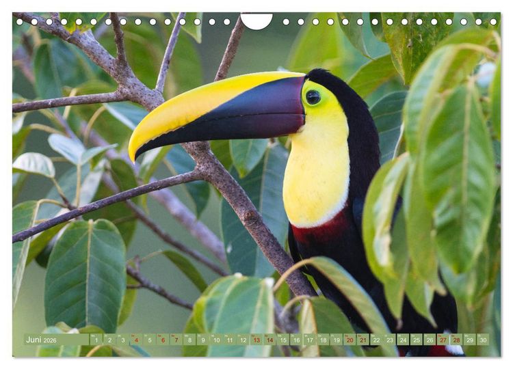 Produktbild: Farbenfrohes Costa Rica (Wandkalender 2026 DIN A4 quer), CALVENDO Monatskalender