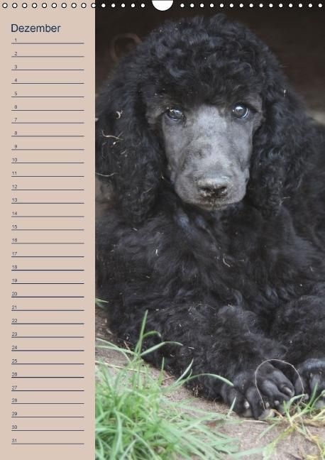 Produktbild: Pudel / Geburtstagskalender (Wandkalender immerw&auml;hrend DIN A3 hoch)