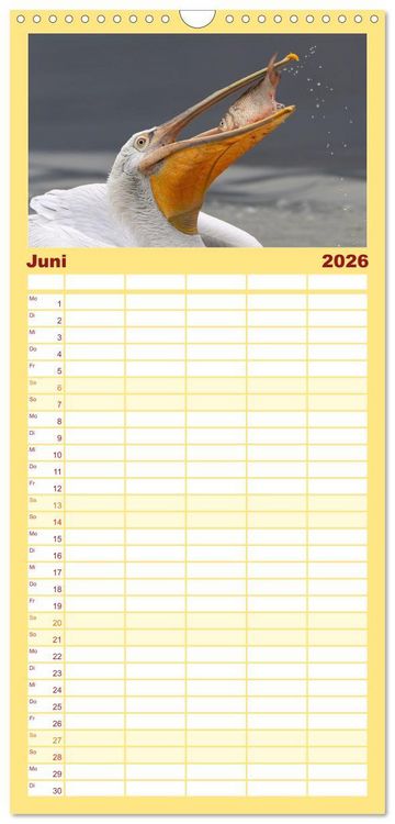 Produktbild: Familienplaner 2026 - Krauskopfpelikane mit 5 Spalten (Wandkalender, 21 x 45 cm) CALVENDO