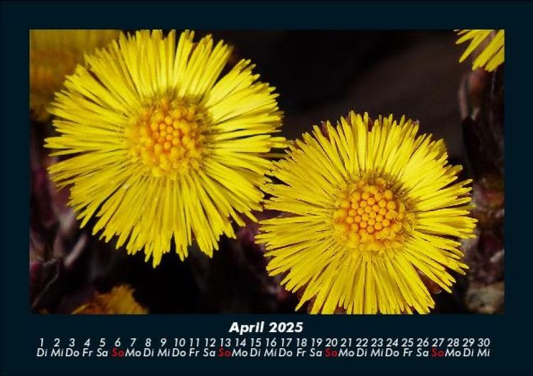 Produktbild: Blumenkalender 2025 Fotokalender DIN A5
