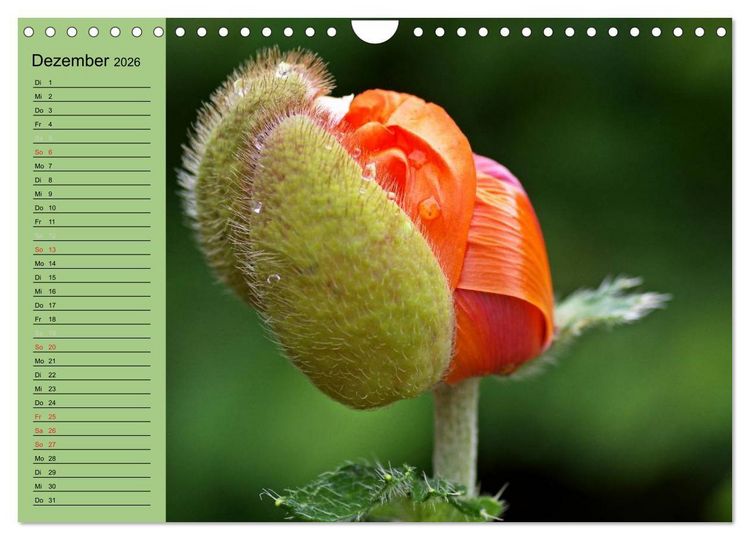 Produktbild: Mohnblumen Tr&auml;ume (Wandkalender 2026 DIN A4 quer), CALVENDO Monatskalender