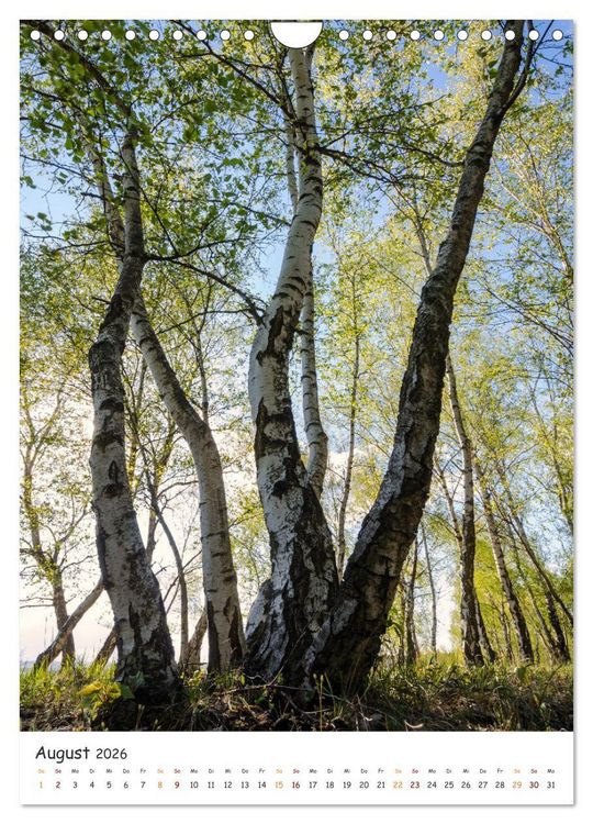 Produktbild: B&auml;ume im Harz (Wandkalender 2026 DIN A4 hoch), CALVENDO Monatskalender