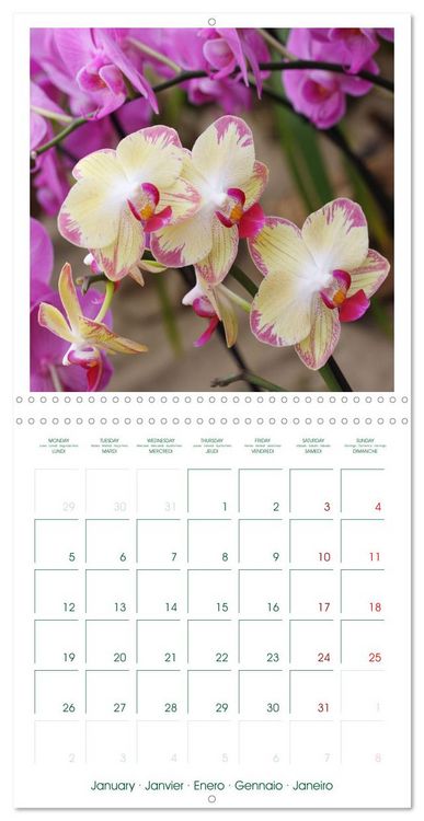 Produktbild: Orchid&eacute;es fantastiques (Calendrier mural carr&eacute; 2026 30x30 cm) Calendrier double avec une page pour vos prises de notes