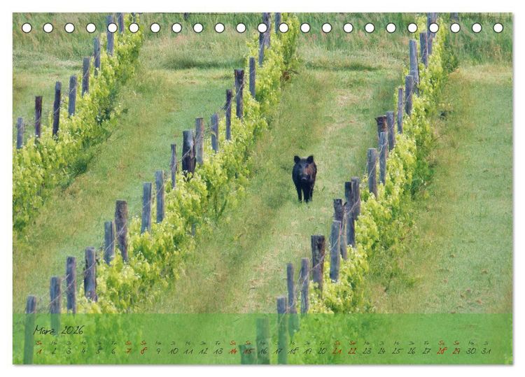 Produktbild: Wilde Toskana - von Ren&eacute; Schaack (Tischkalender 2026 DIN A5 quer), CALVENDO Monatskalender