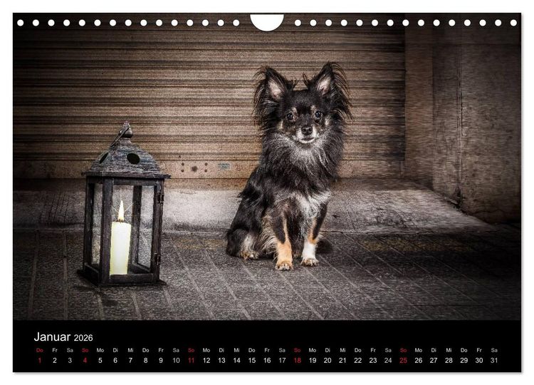 Produktbild: Chihuahuas - Cool and Cute (Wandkalender 2026 DIN A4 quer), CALVENDO Monatskalender